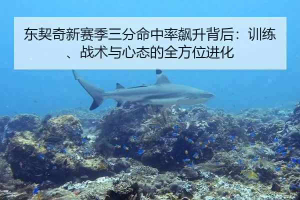 东契奇新赛季三分命中率飙升背后：训练、战术与心态的全方位进化